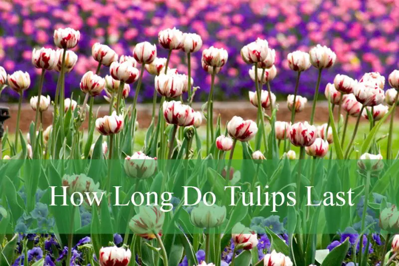 How Long Do Tulips Last