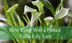 How Long Will a Potted Calla Lily Last Indoors or Outdoors?