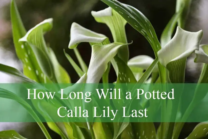How Long Will a Potted Calla Lily Last