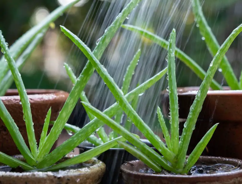 How Often to Water Aloe Vera Plant