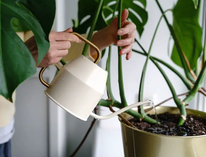 How Often to Water Monstera