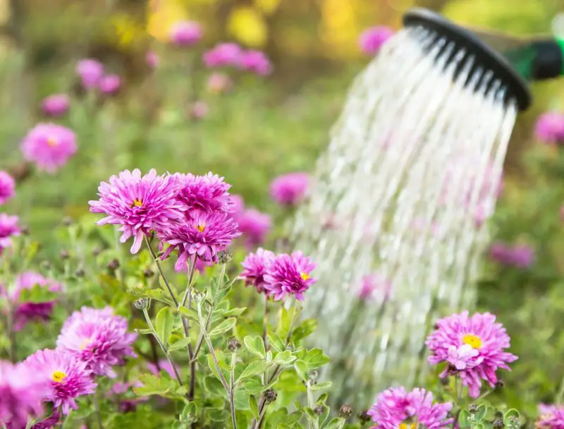 How Often to Water Mums