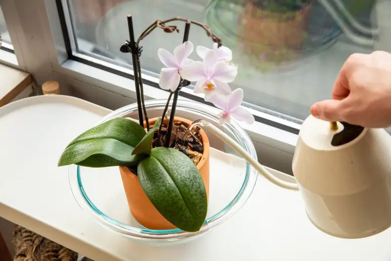 How Often to Water Orchids