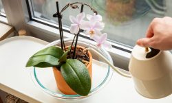 How Often to Water Orchids for Vibrant Blooms All Year Round