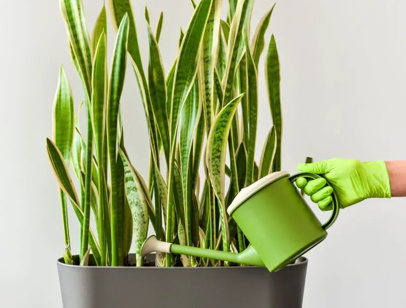 How Often to Water Snake Plant