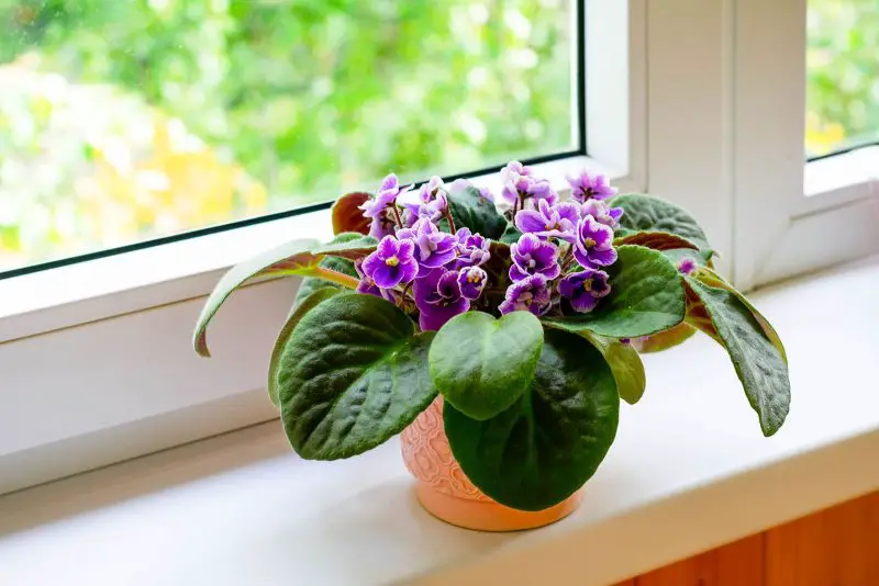 How to Care for African Violets