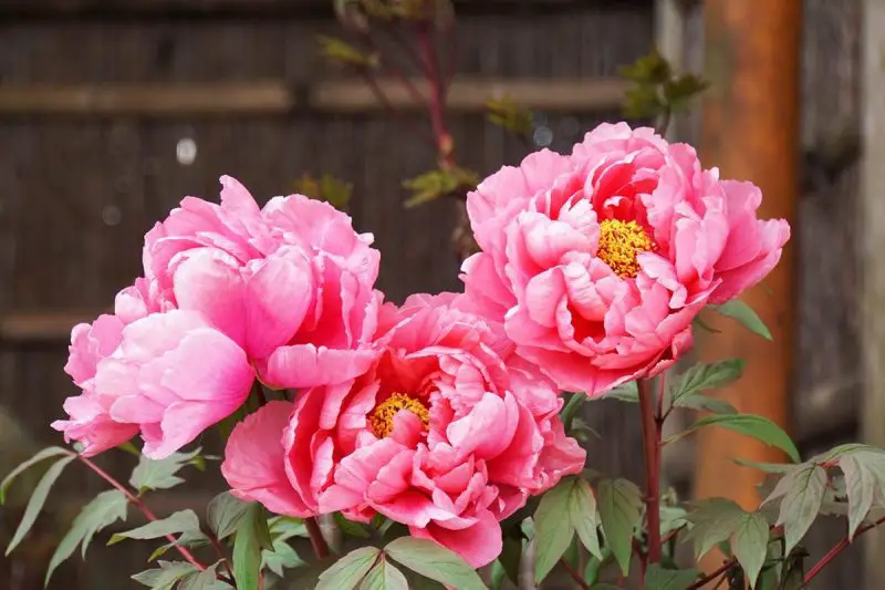 How to Care for Peonies for Bigger, Longer-Lasting Flowers