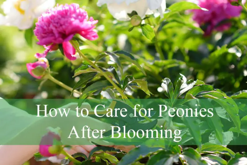 How to Care for Peonies After Blooming