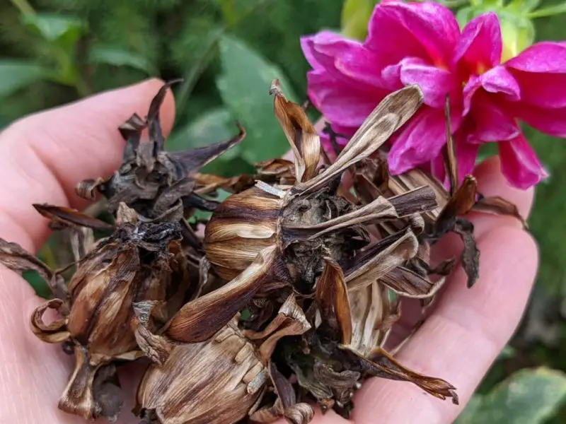 How to Collect Dahlia Seeds from Plants