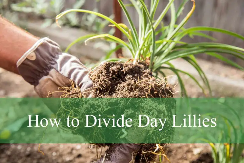 How to Divide Day Lillies