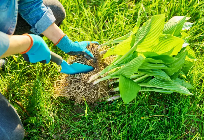 How to Divide a Hosta