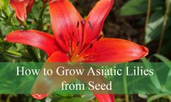 How to Grow Asiatic Lilies from Seed (Step-by-Step for Beginners)