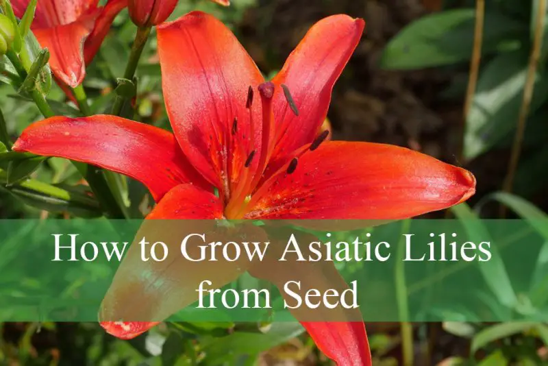 How to Grow Asiatic Lilies from Seed