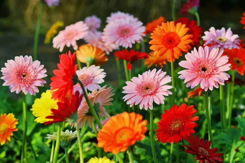 How to Grow Gerbera Daisies Like a Pro - Indoor and Outdoor