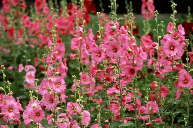 How to Grow Hollyhocks from Seed