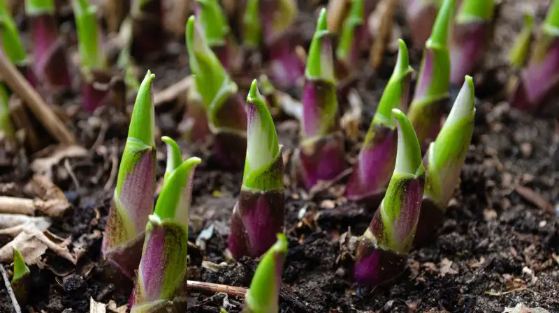 How to Grow Hostas from Seed