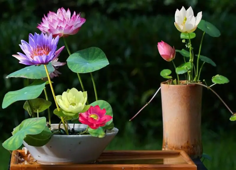 How to Grow Lotus Flowers from Seeds