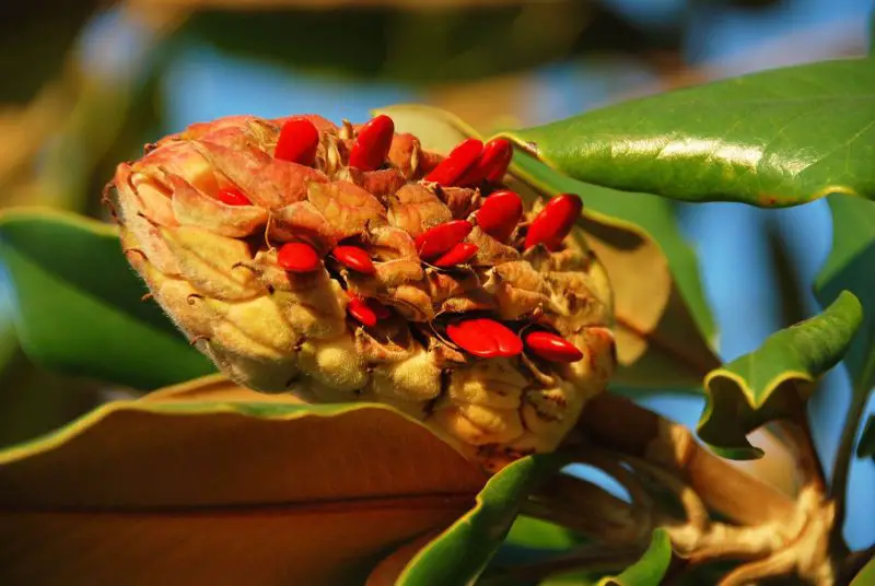 How to Grow Magnolia from Seed