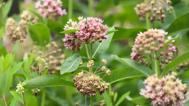 How to Grow Milkweed from Seed
