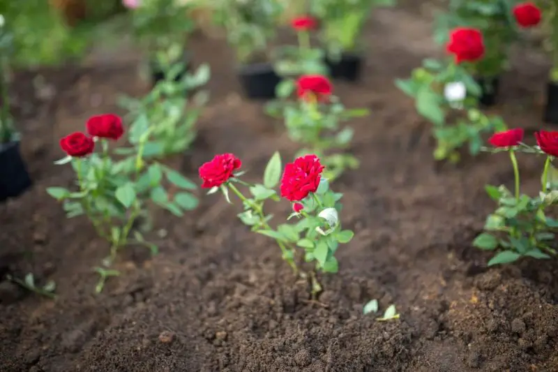 How to Grow Roses from Seed
