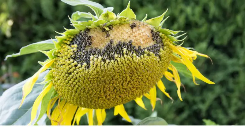 How to Harvest Sunflower Seeds from Plants