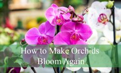 How to Make Orchids Bloom Again (Step-by-Step Guide)