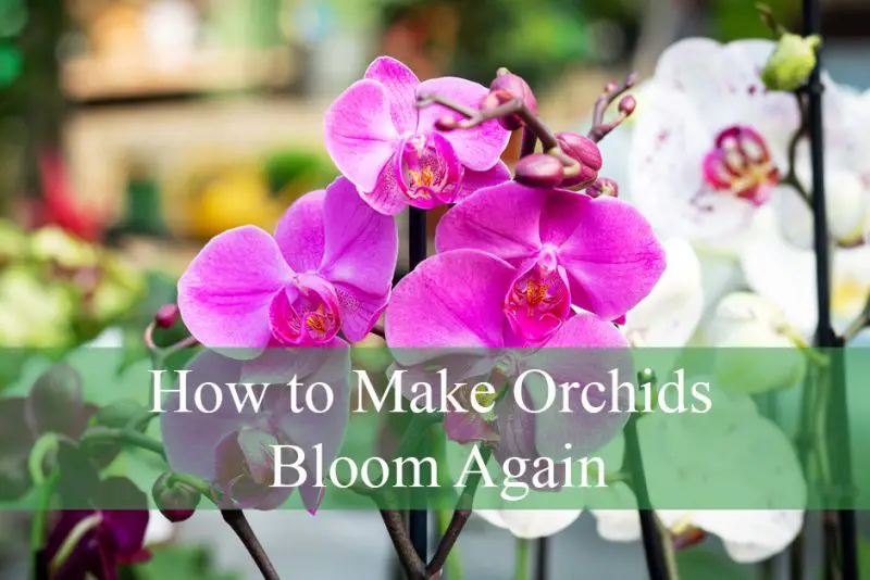 How to Make Orchids Bloom Again
