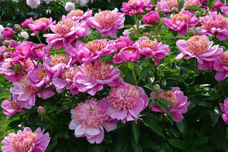 How to Plant Peonies from Seed