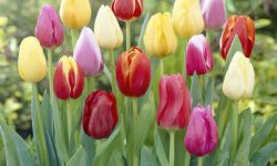 How to Plant Tulip Bulbs in Fall or Spring for the Best Results