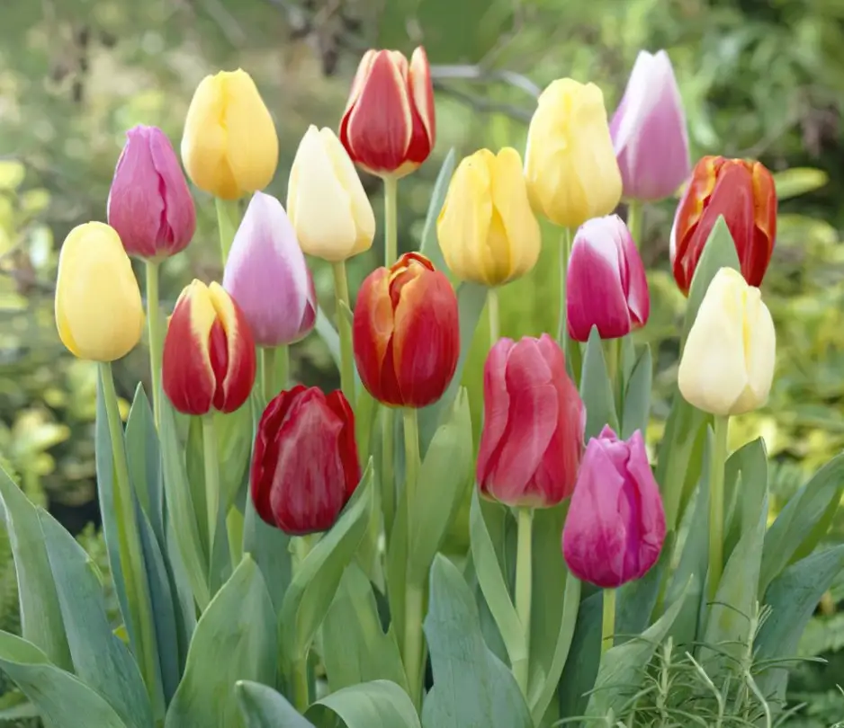 How to Plant Tulip Bulbs