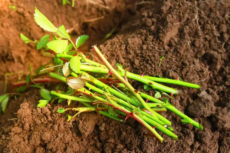 How to Plant a Cutting from a Rose Bush