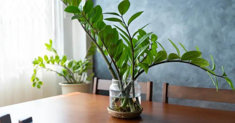 How to Propagate ZZ Plant
