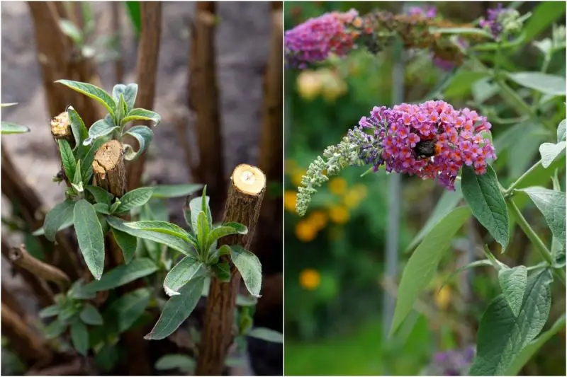 How to Prune Butterfly Bush