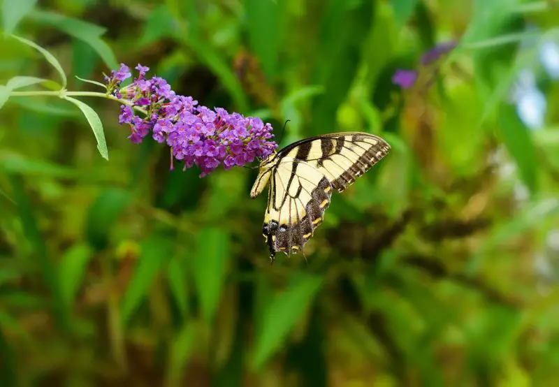 How to Prune Butterfly Bush