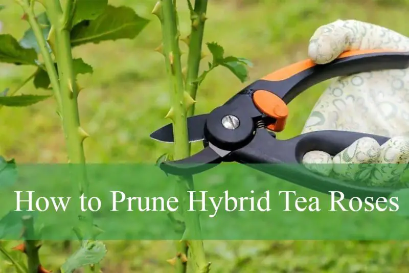 How to Prune Hybrid Tea Roses