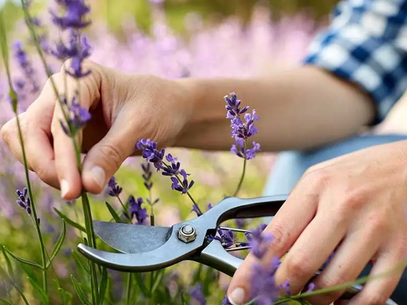 How to Prune Lavender