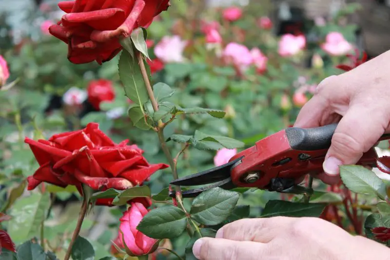 How to Prune Roses