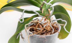 How to Replant Orchid Plants for More Blooms Year-Round