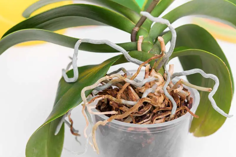 How to Replant Orchid Plants