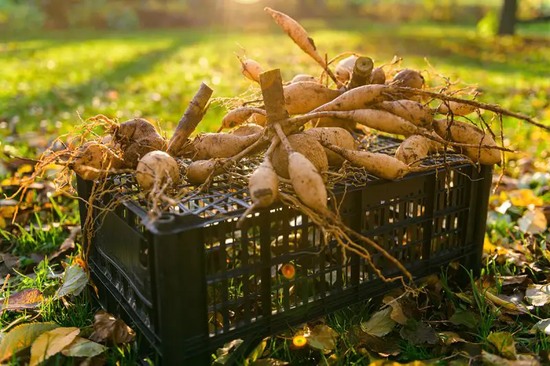 How to Store Dahlia Tubers
