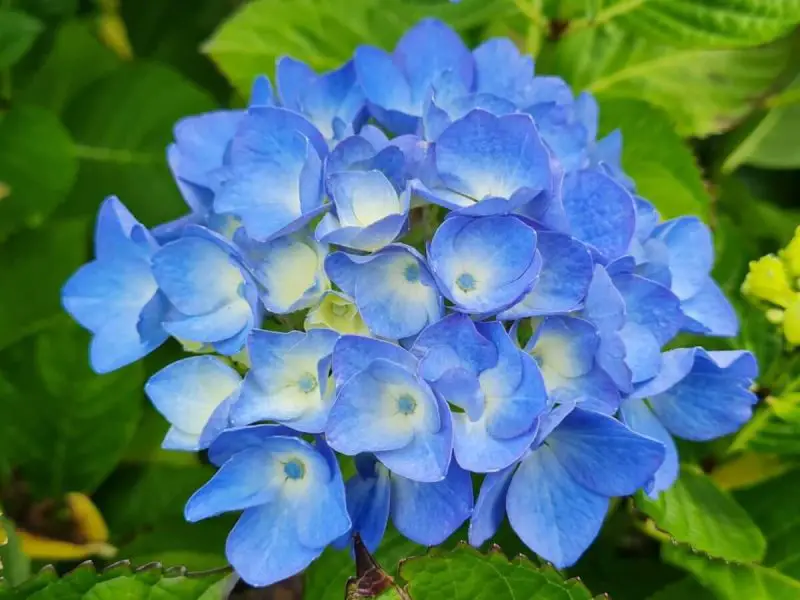 How to Prune a Hydrangea for More Blooms