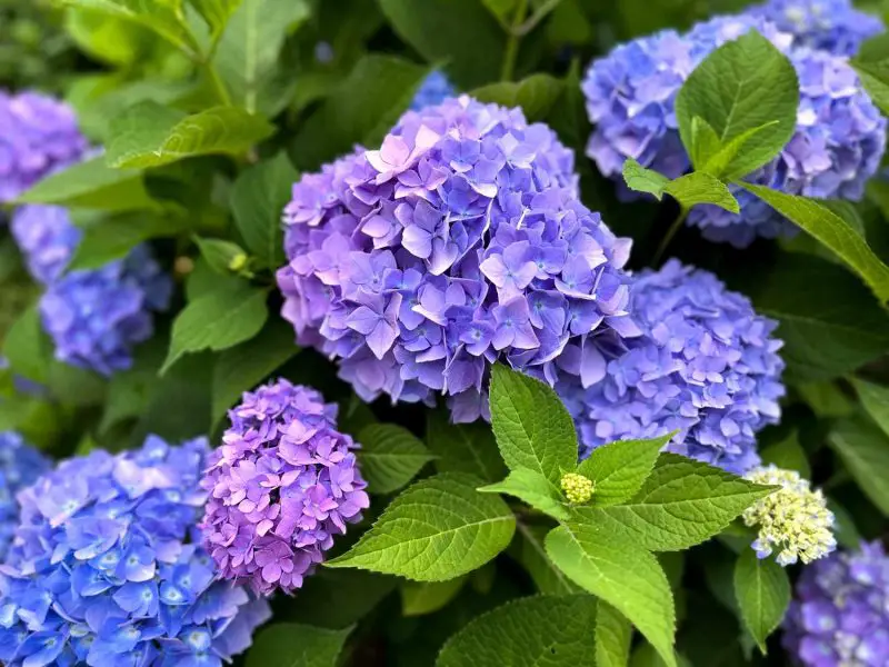 Hydrangea Is It a Perennial