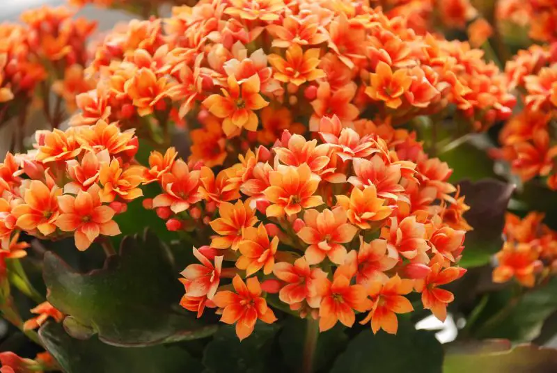 How to Grow Kalanchoe Indoors Year-Round Without Fuss