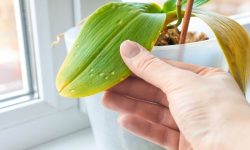 Orchid Leaves Turning Yellow? Here’s How to Save Them