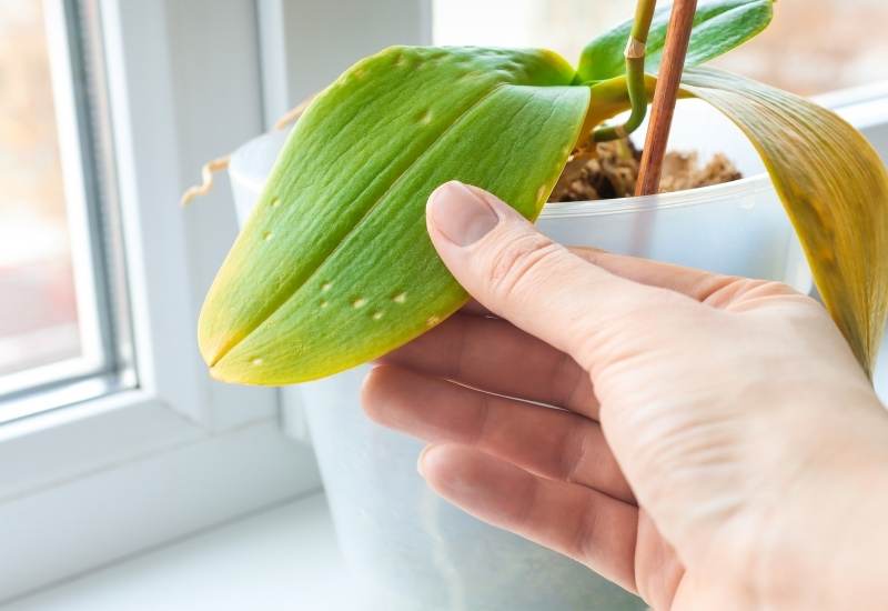 Orchid Leaves Turning Yellow