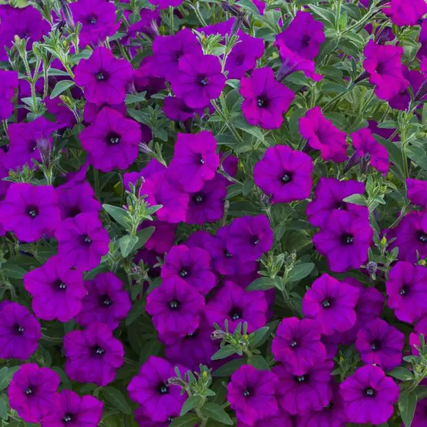 How to Care for Petunias: Keep Them Blooming All Season
