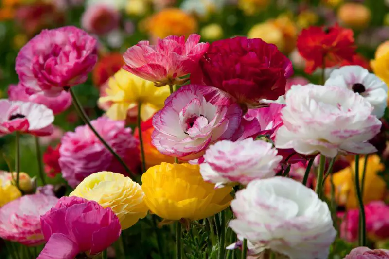 How to Plant Ranunculus Bulbs for Stunning Spring Blooms