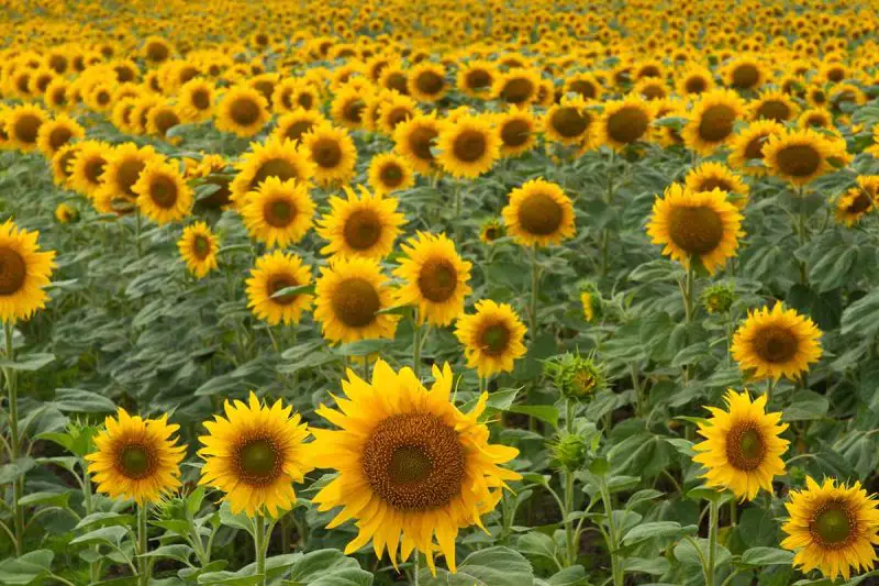 How to Grow Sunflowers from Seeds: A Complete Guide