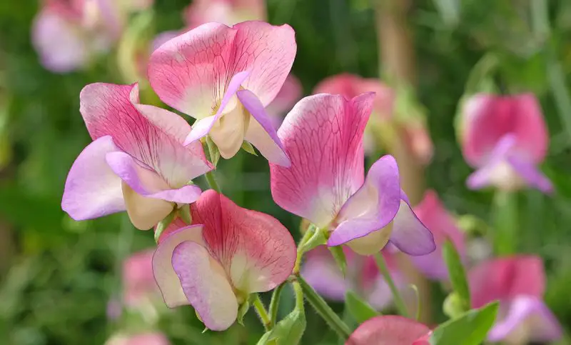  How to Grow Sweet Pea Flowers Easily for a Colorful Garden