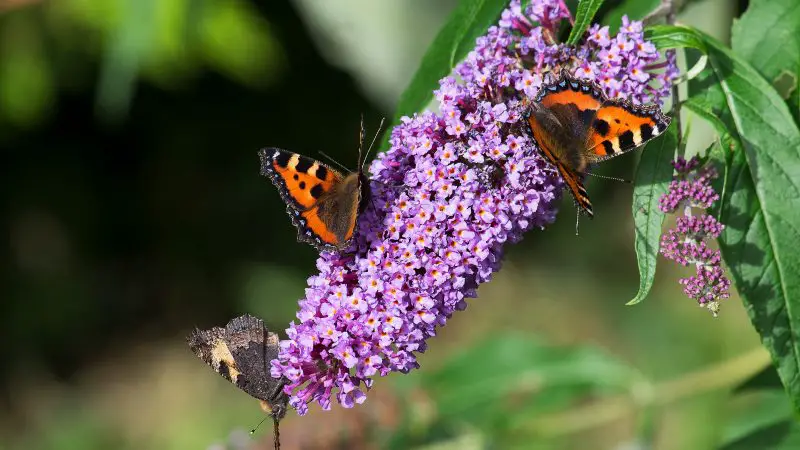 When Do You Cut Down Butterfly Bushes